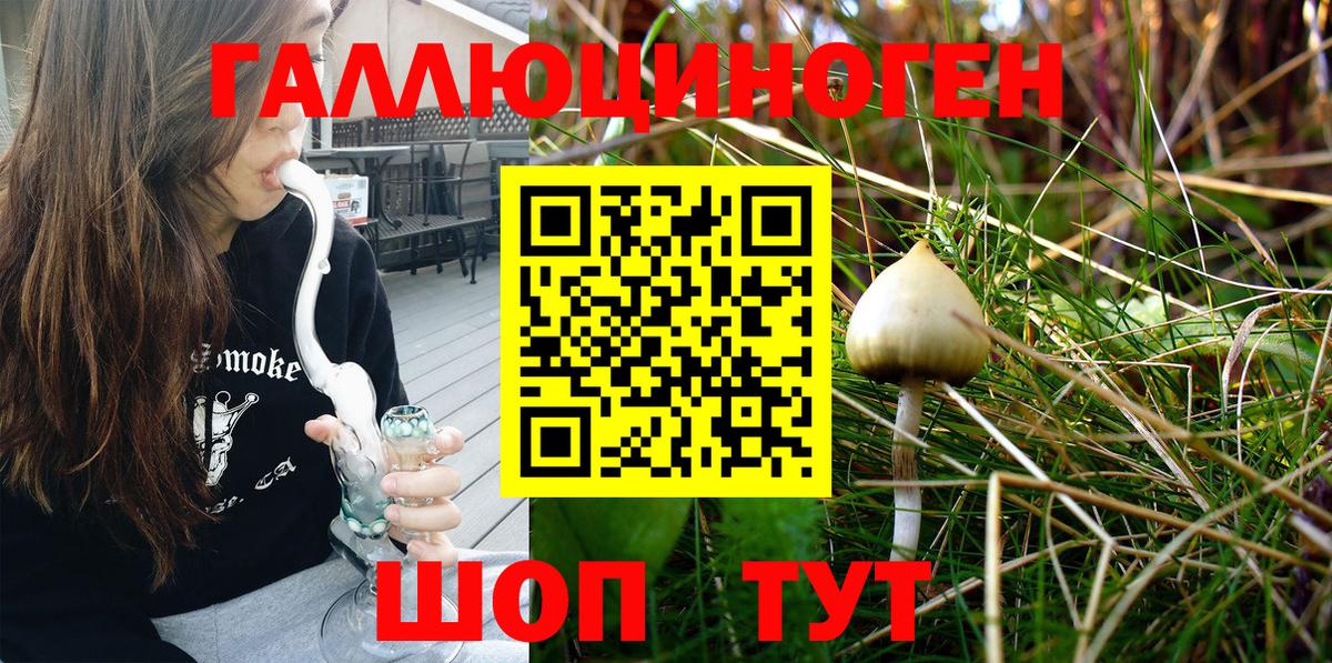 Галлюциногенные грибы Psilocybe  Мелеуз 